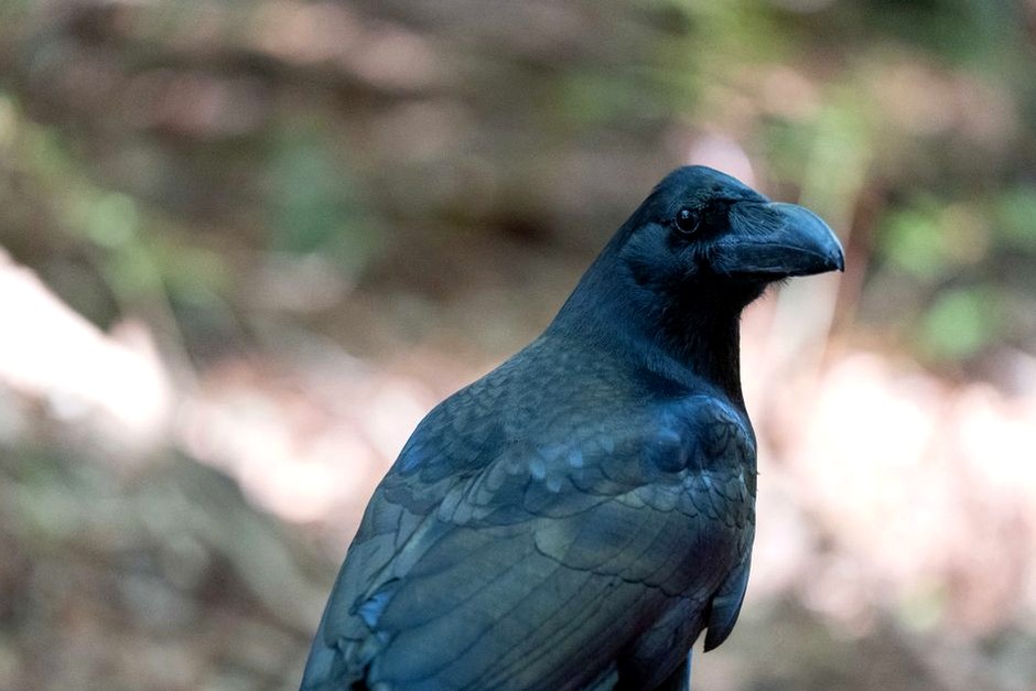 Close portrait of a dark raven outdoors with soft greenery in the background.